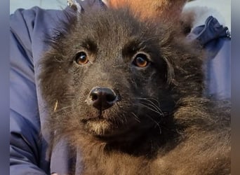 GORDI❤️liebes, verschmustes kroat. Schäferhund-Mix-Mädel