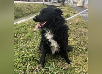 Josko ein toller Familienhund