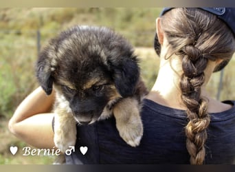 Buddy und Bernie suchen ein Zuhause