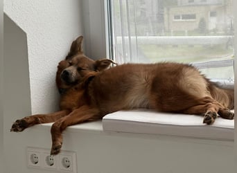 Verschmuste Tierheimhündin Zosya❤️in 19246 Zarrentin sucht Familie für Leben