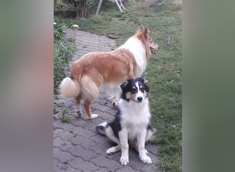 Colliejungs (altschottische Linie), 8 Monate alt suchen liebevolles Fürimmerzuhause