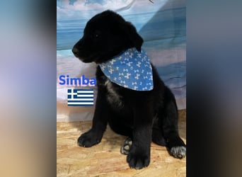 Simba,geb.02/25,griech.Hütehundebub sucht seine Familie,bereits auf PS in 66557 Illingen