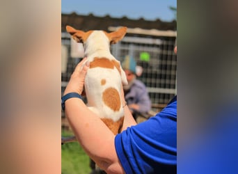 Töltö PP – Chihuahua-Rüde sucht geduldige Menschen mit Herz