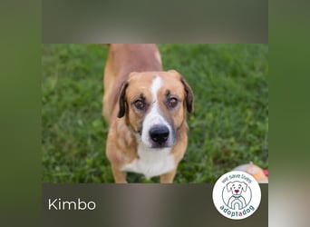 Kimbo: Sensibler Herzenshund mit großem Potenzial