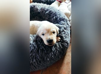 Golden Retriever Welpen