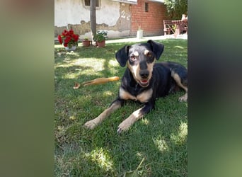 Bella, geboren 05.07.2022, 42cm sucht ihr Zuhause