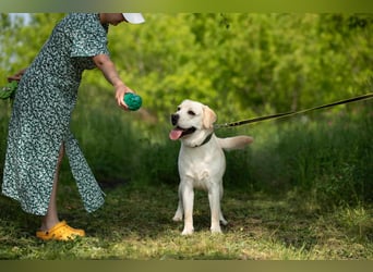 Reinrassiger junger Labrador Berndt sucht dringend neues Zuhause.