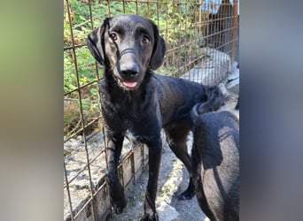 Sweet Coco: offenes, junges, verspieltes Hundemädl