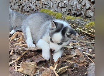 Zauberhafte Pomsky Welpen in echter Minihusky-Optik