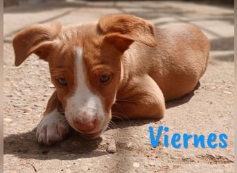 Viernes 01/2025 (ESP) - sozialer und verspielter Podenco Bub!