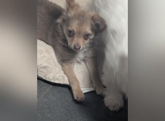 Chihuahua Rüden