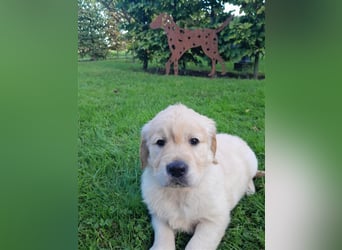 Goldenretrieverwelpen - 3 stramme Burschen suchen ein Zuhause