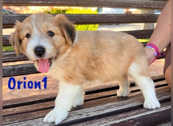 Orion1 geb. 05/2025 (ESP) - neugieriger Border-Collie-Mix Welpe!