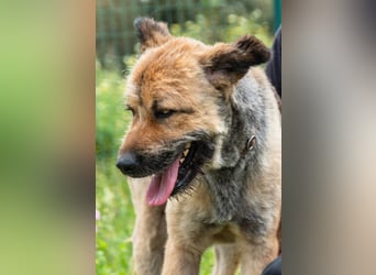 Daiki – wird ein richtiger Wuschel