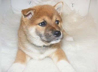 Erstklassige Shiba Inu Zucht in Sachsen