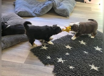 Mini Aussie Babys / Mini American Shepherds aus Liebevoller Aufzucht