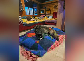 SISSY sucht ein Zuhause