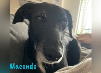 Macondo 04/2020 (in Deutschland) - treuer und liebevoller Labrador-Mix!