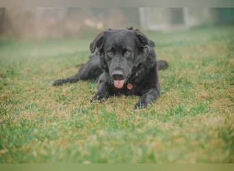 Kaukase-Hovawart Mix sucht neues Zuhause