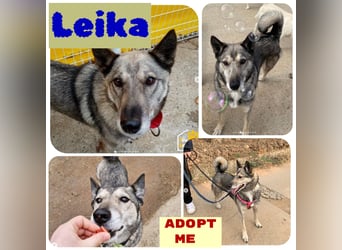 Leika, lieb treu mit mittlerem Temperament 2017 geb., 17 kg