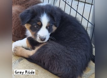 Australian Shepherd Welpen bald abgabebereit!
