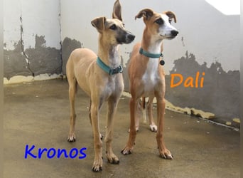 Kronos 07/2024 (ESP) - neugieriger und sanfter, zuckersüßer Galgo Welpe!