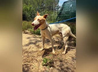 Fröhlichere WILLY mit einem Herzen aus Gold-freundlich zu Hund und MEnsch, läuft gut an der Leine