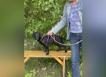 Emmi (Emese) VA – fröhliche Junghündin sucht aktives Zuhause