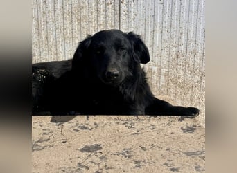 Ćiro ein Familienhund für Kinder