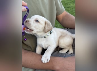 Labrador Welpen rüde weiß