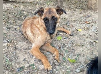 Bezaubernde Hundelady RONJA sucht liebevolle Familie
