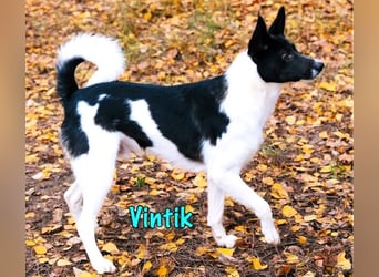 Vintik 08/2021 (RUS) - lebensfroher, intelligenter und sportlicher Rüde!