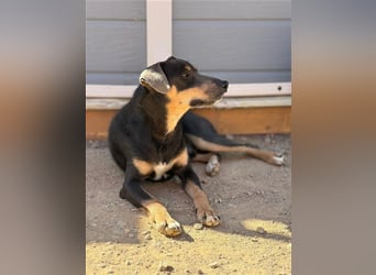 TINO- fröhlicher Bub, der Mensch und Hund richtig super findet