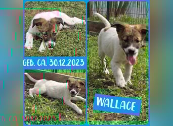 Wallace, 1 1/3-jähriger Rüde, SH ca. mittelgroß, freundlich, sozial, verspielt, neugierig