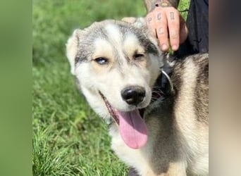 MONTY süßer Hundejunge