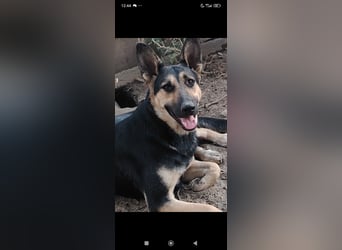 Wunderschöne Schäferhund Mischling Alfa sucht ein liebevolles Zuhause