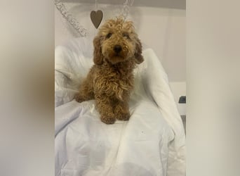 Wunderschöne Mini/Medium Goldendoodle Hündin (max.38cm) in Apricot/Rot zu verkaufen 5 Monate alt