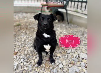Moxie eine winzige Prinzessin