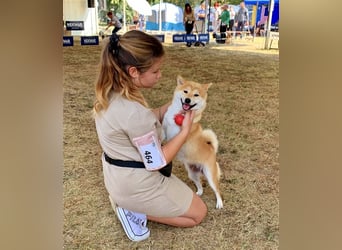 Shiba Inu puppies