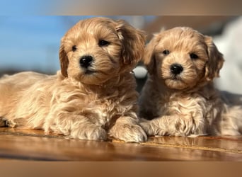 Rarität. Echte Teddybär Maltipoo Welpen in tollem Apricot abzugeben. Malteser/Pudel
