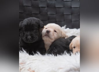 Wunderschöne Labrador Welpen sind noch frei!