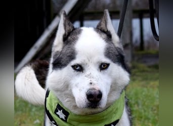 Oktavius ist ein toller Hundemann