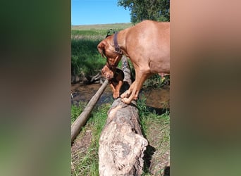 Rhodesian Ridgeback Welpe, Hündin- Livernose