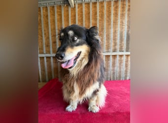 Gino, Collie-Mix, Rüde, geb. am 01.01.2018, 40 cm, -Notfall-