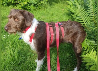 ♥GRETA♥ auf Pflegestelle bei Köln - ganz liebe, unkomplizierte anfangs etwas vorsichtige Hündin 50cm
