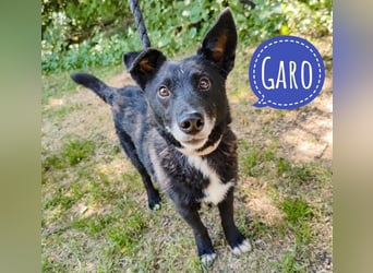 Garo ein absoluter Familienhund
