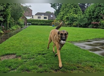 Kiara sucht ein neues Zuhause (Vermittlungshilfe)