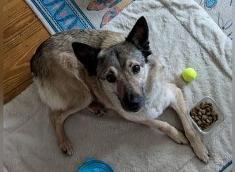 Jack, ein Kuschelbär mit Stummelschwanz