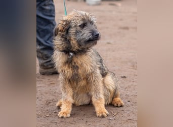 Suri, wurde einfach im Tierheim abgegeben und sucht nun ihr Glück