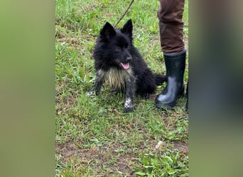 Zoya, geboren 25.09.2024, 40cm sucht ihr Zuhause